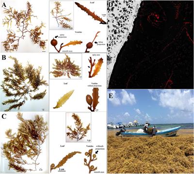 Challenges and Opportunities in Relation to Sargassum Events Along the Caribbean Sea